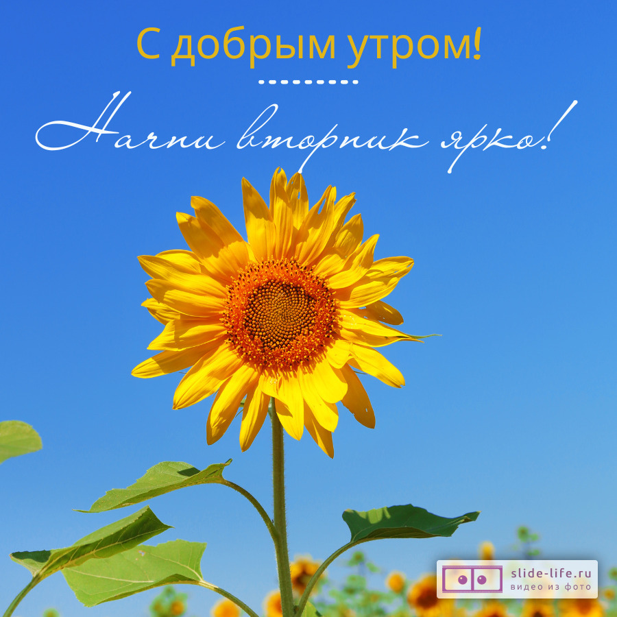 Открытка с добрым утром вторника