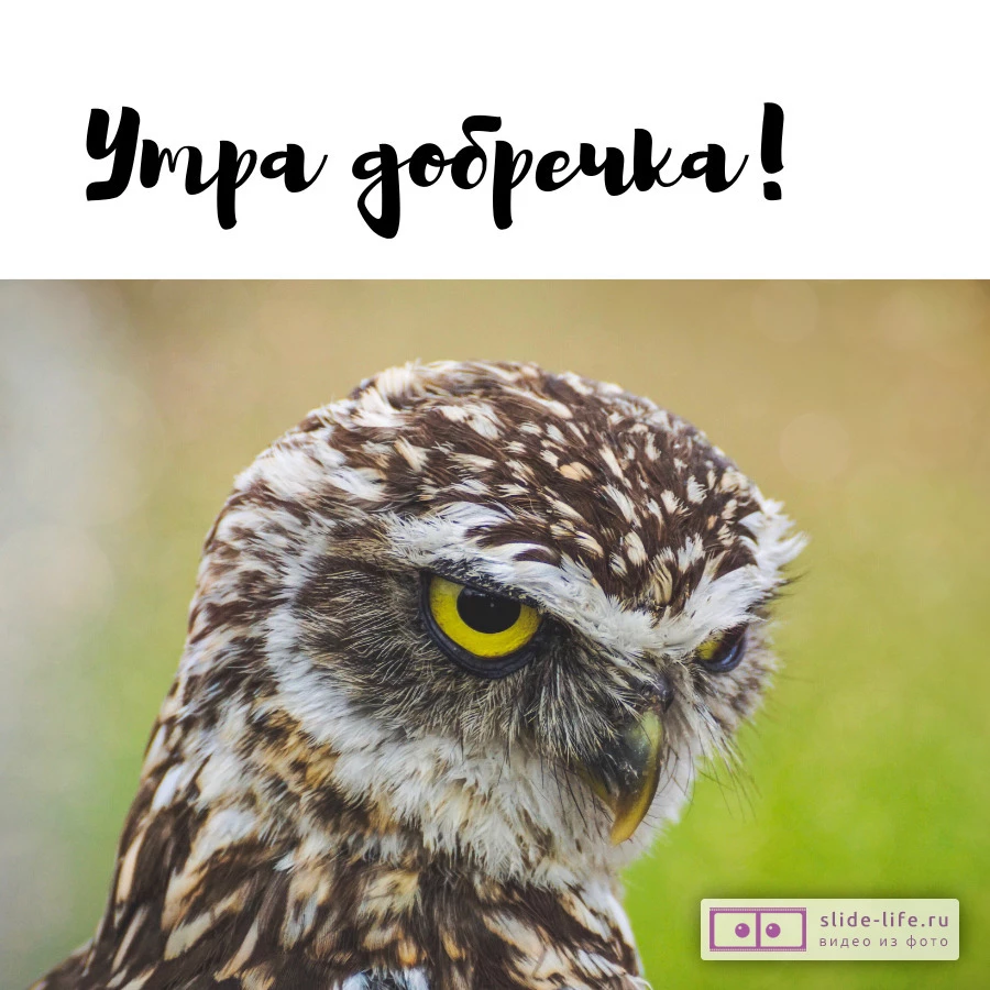 Открытка доброе утро прикольная с юмором
