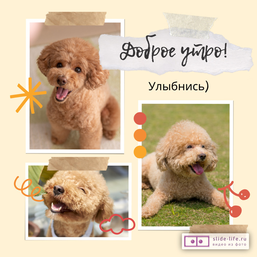 Открытка с добрым утром с собаками