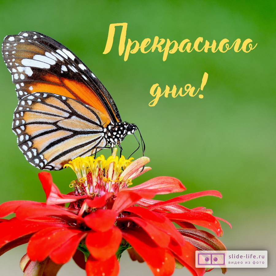 Хорошего дня! Летняя открытка