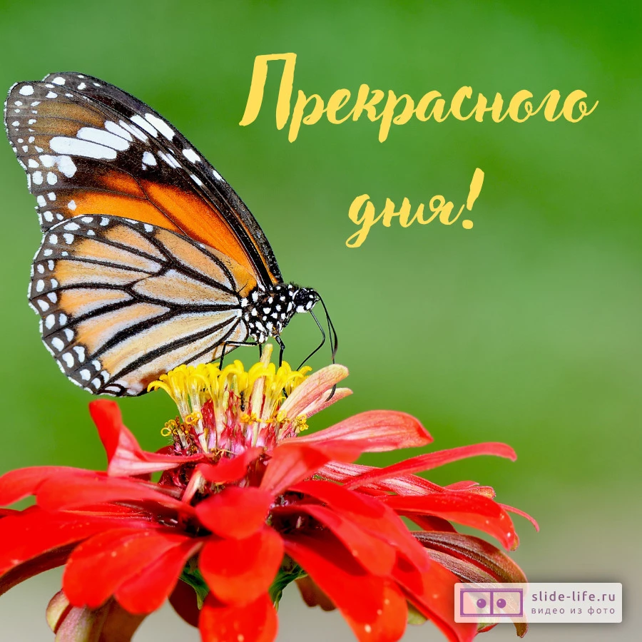 Хорошего дня! Летняя открытка