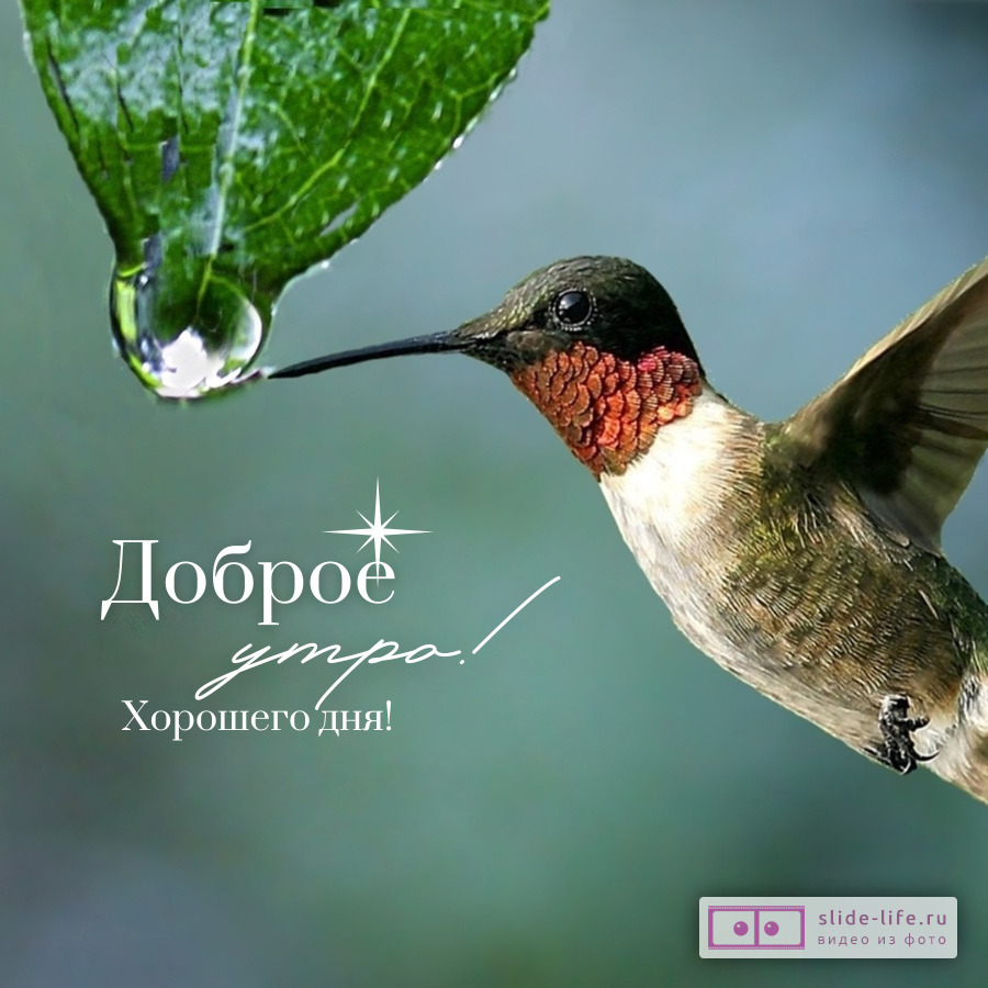 Необычная открытка с добрым утром