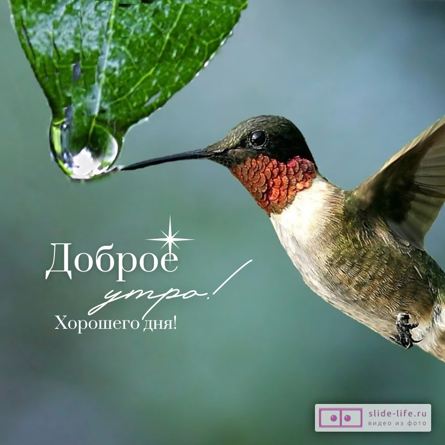 Необычная открытка с добрым утром