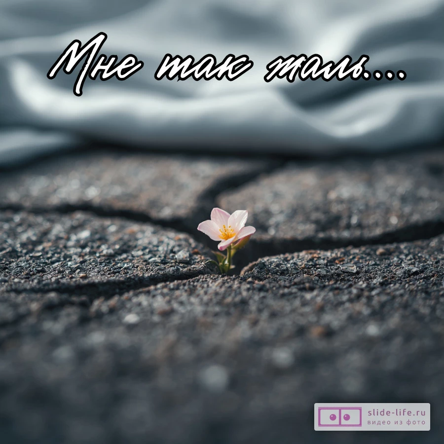 Прости меня мне так жаль открытка