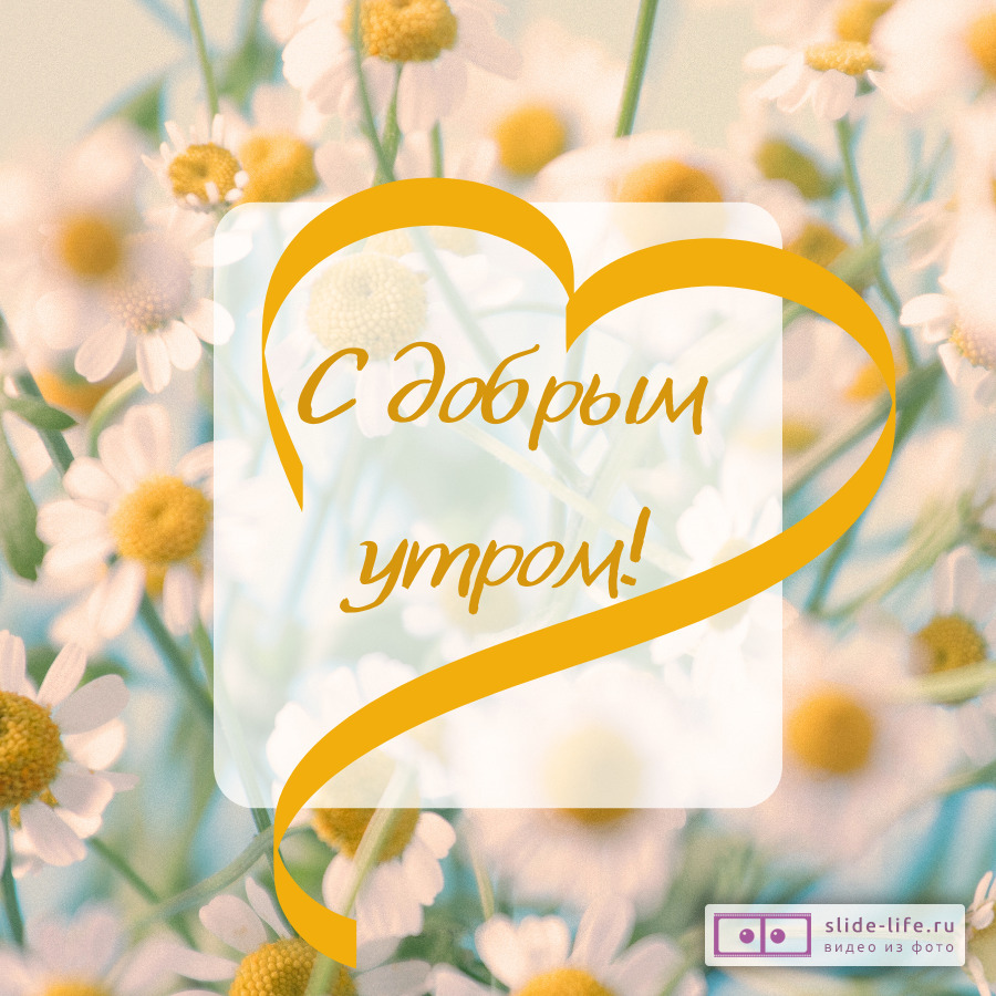 Открытки с добрым утром с ромашками