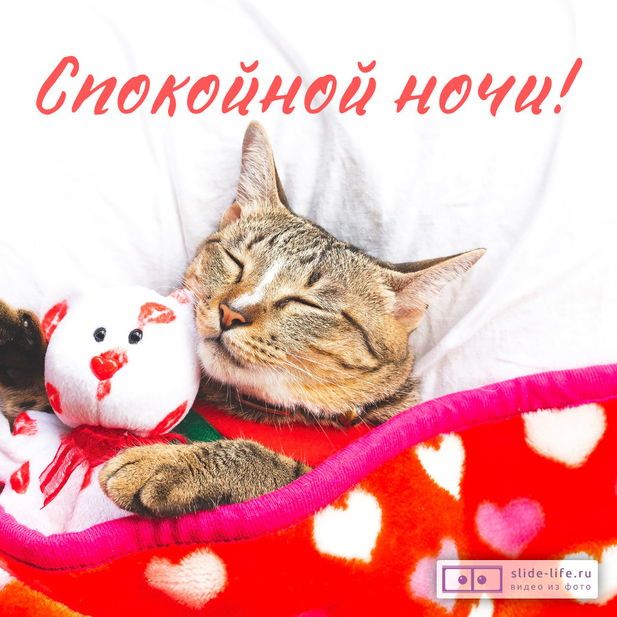 Открытка спокойной ночи с котиками