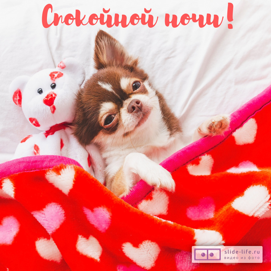 Смешная открытка спокойной ночи