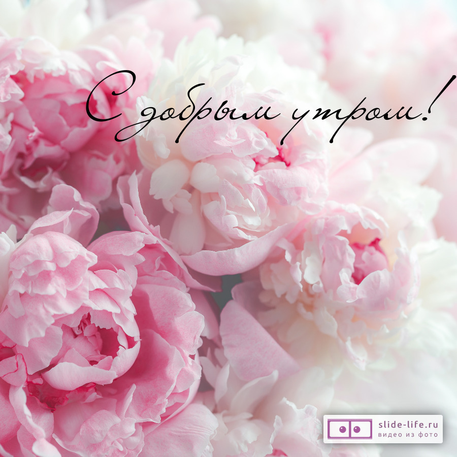 Открытка с добрым утром с пионами