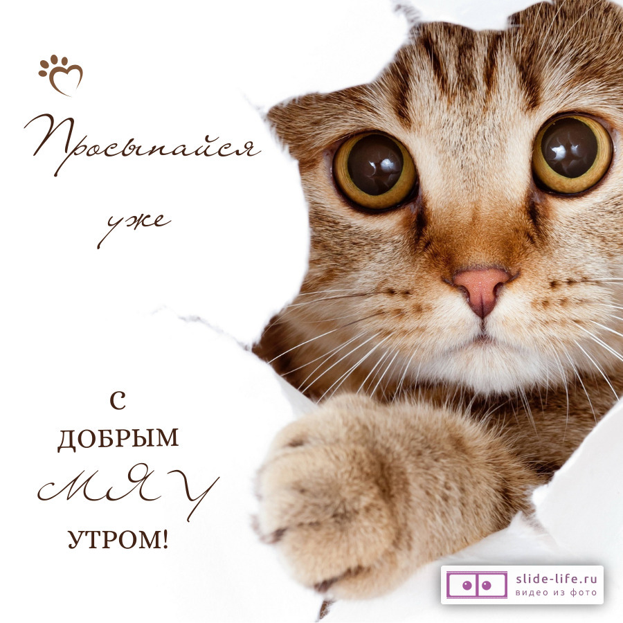 Смешная открытка с добрым утром