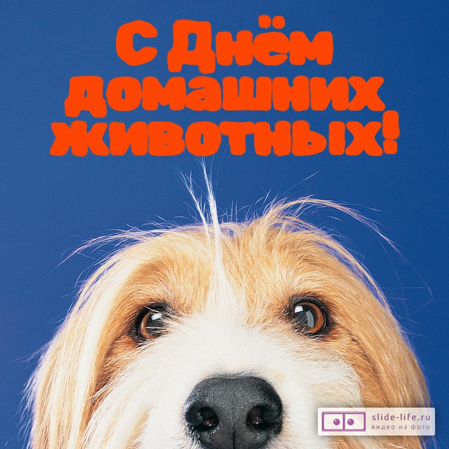 Классная открытка с днем домашних животных