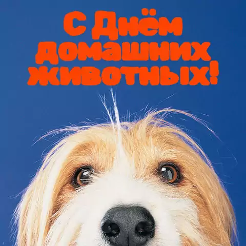 Классная открытка с днем домашних животных