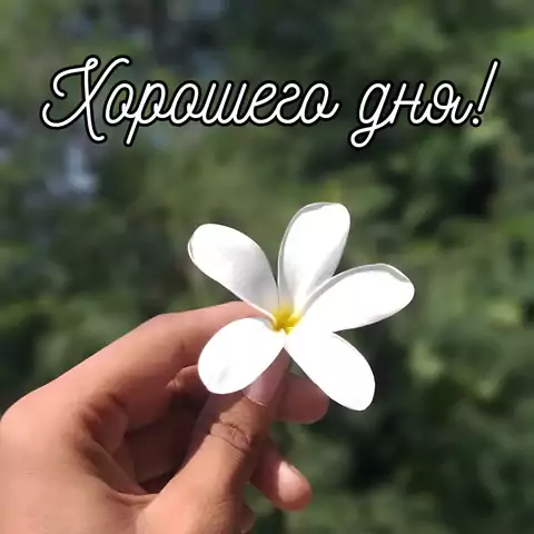 Хорошего дня! Нежная открытка с пожелание